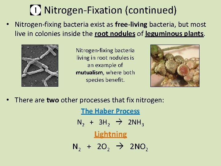 Nitrogen-Fixation (continued) • Nitrogen-fixing bacteria exist as free-living bacteria, but most live in colonies