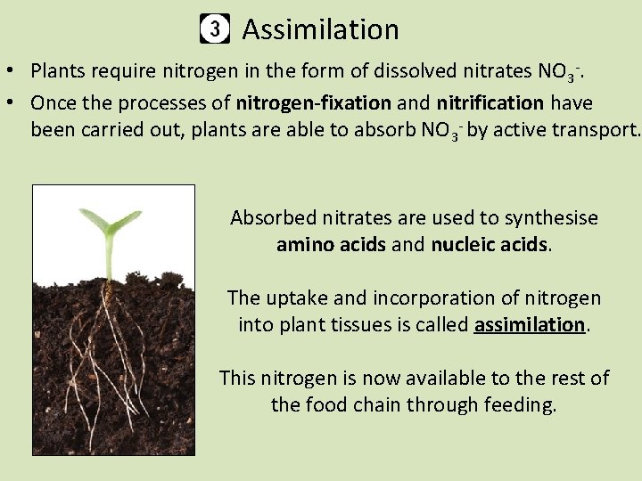 Assimilation • Plants require nitrogen in the form of dissolved nitrates NO 3 -.