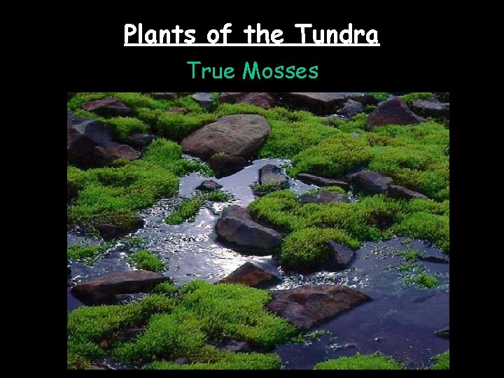 Plants of the Tundra True Mosses 