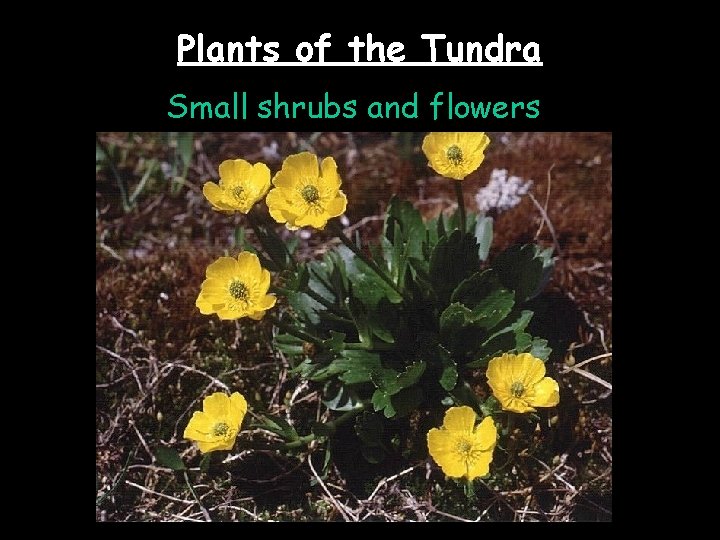 Plants of the Tundra Small shrubs and flowers 