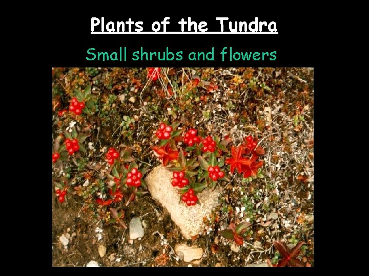 Plants of the Tundra Small shrubs and flowers 
