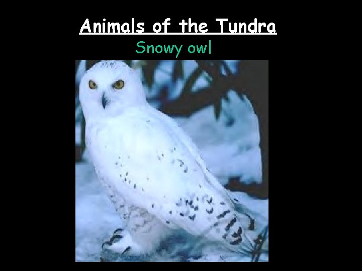 Animals of the Tundra Snowy owl 