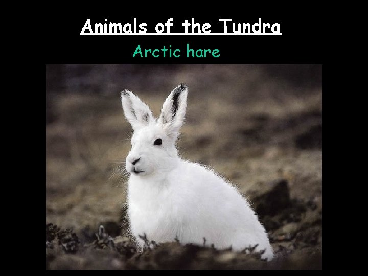Animals of the Tundra Arctic hare 