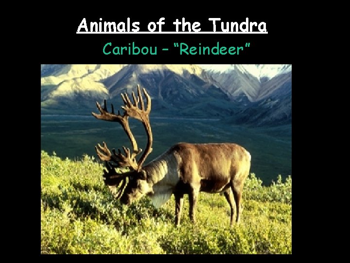 Animals of the Tundra Caribou – “Reindeer” 