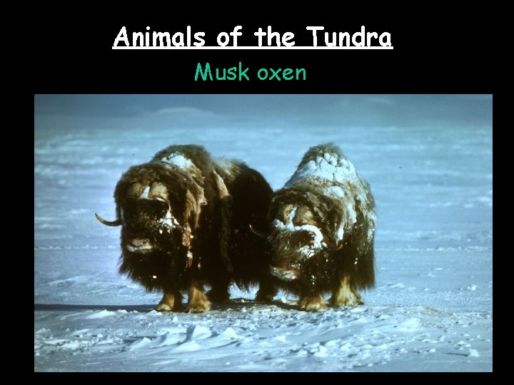 Animals of the Tundra Musk oxen 