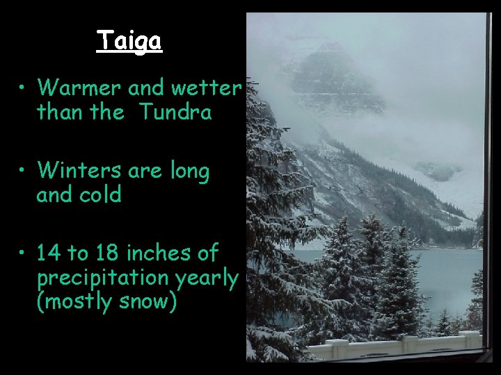 Taiga • Warmer and wetter than the Tundra • Winters are long and cold