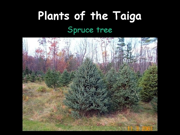 Plants of the Taiga Spruce tree 