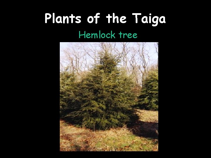 Plants of the Taiga Hemlock tree 