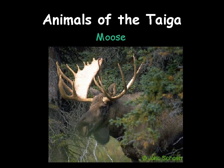 Animals of the Taiga Moose 