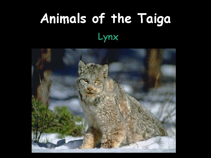 Animals of the Taiga Lynx 