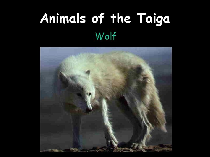 Animals of the Taiga Wolf 