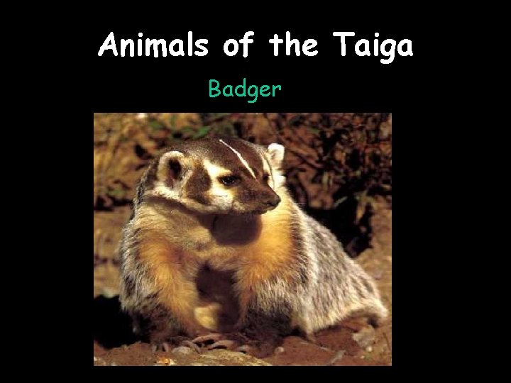 Animals of the Taiga Badger 