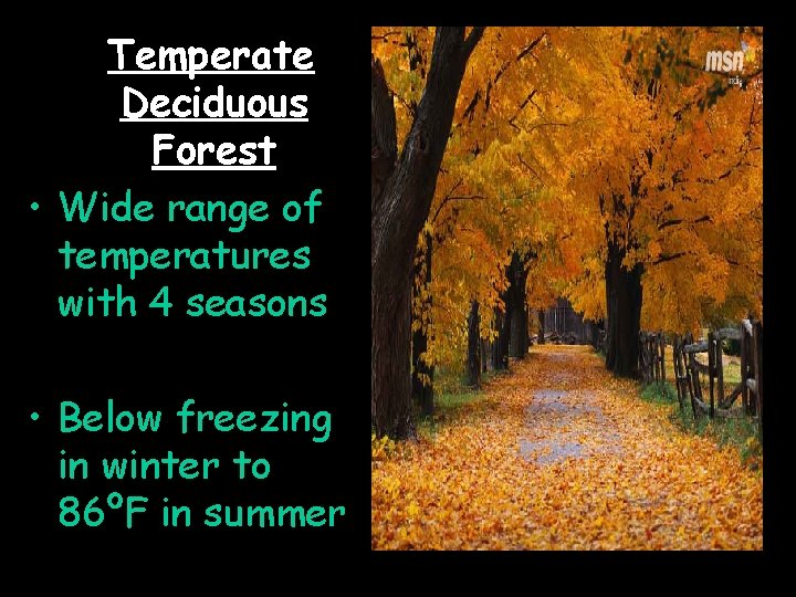 Temperate Deciduous Forest • Wide range of temperatures with 4 seasons • Below freezing