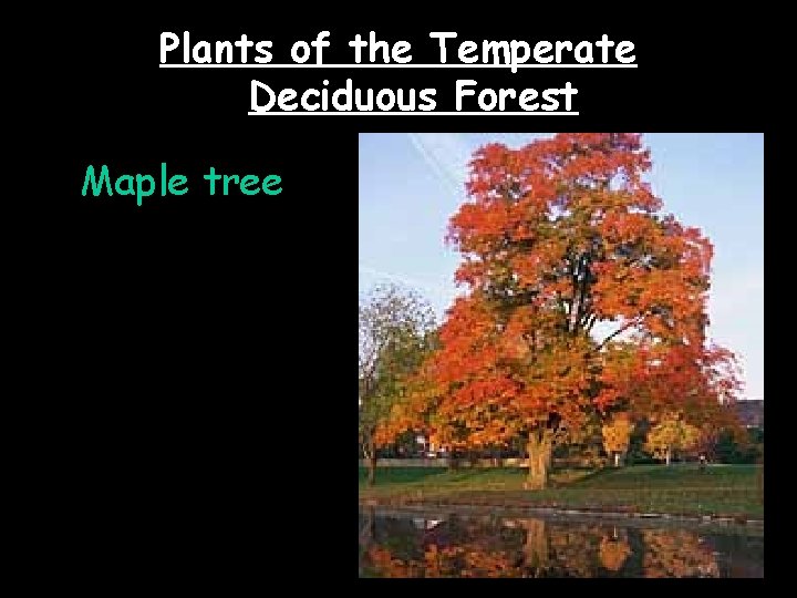 Plants of the Temperate Deciduous Forest Maple tree 
