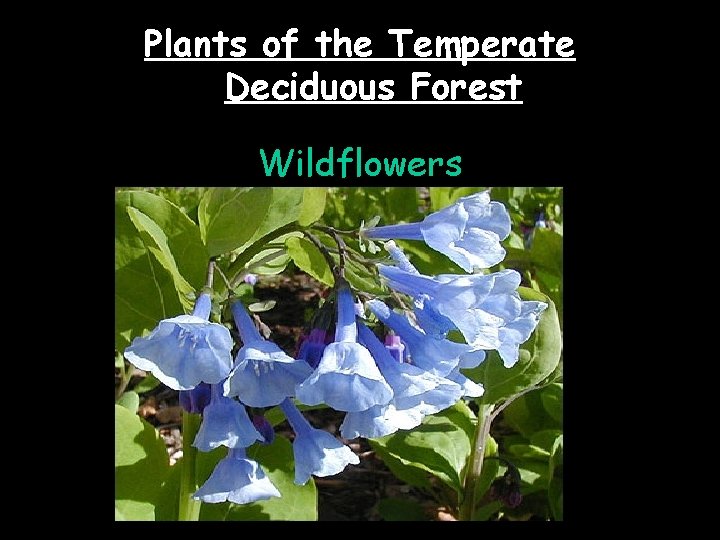 Plants of the Temperate Deciduous Forest Wildflowers 