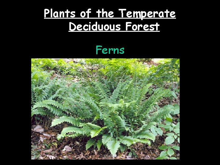 Plants of the Temperate Deciduous Forest Ferns 