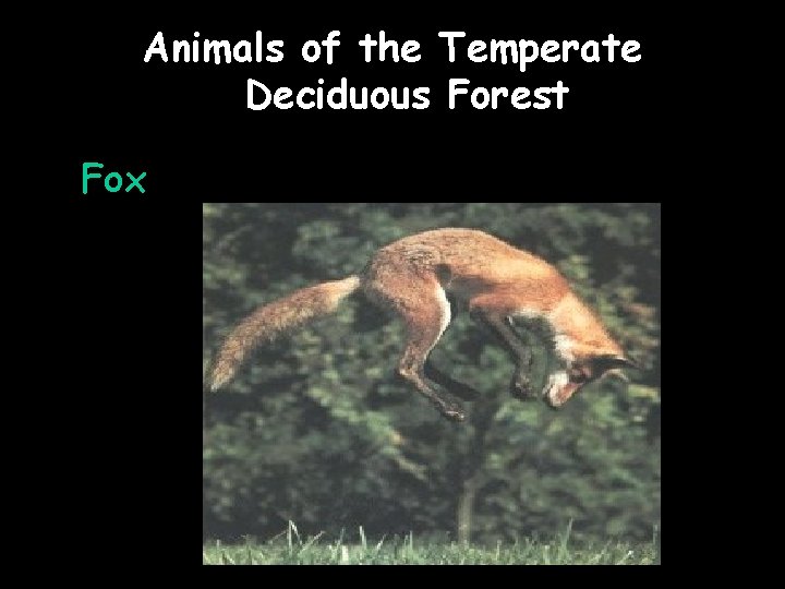 Animals of the Temperate Deciduous Forest Fox 