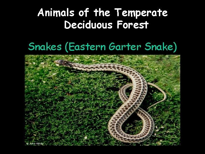 Animals of the Temperate Deciduous Forest Snakes (Eastern Garter Snake) 