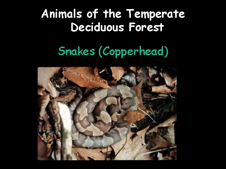Animals of the Temperate Deciduous Forest Snakes (Copperhead) 