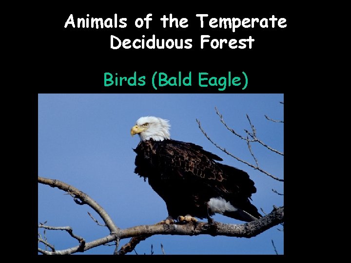 Animals of the Temperate Deciduous Forest Birds (Bald Eagle) 