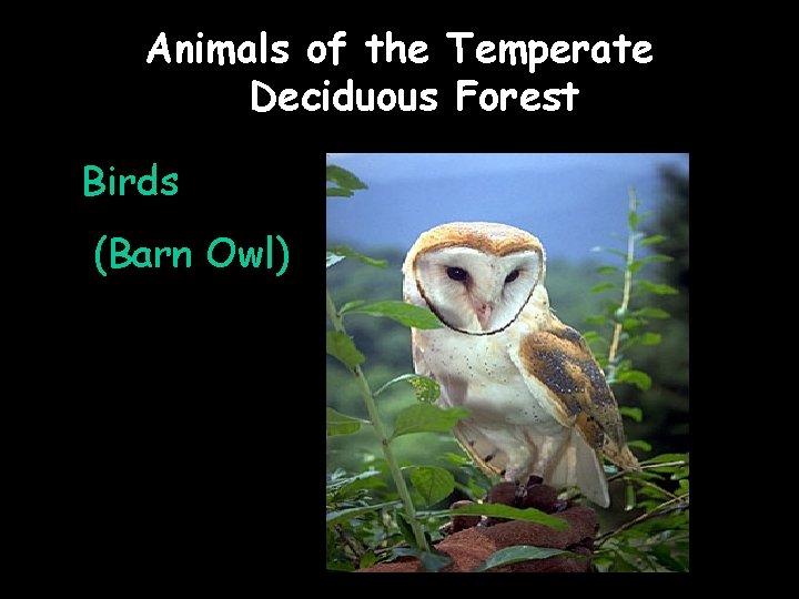 Animals of the Temperate Deciduous Forest Birds (Barn Owl) 