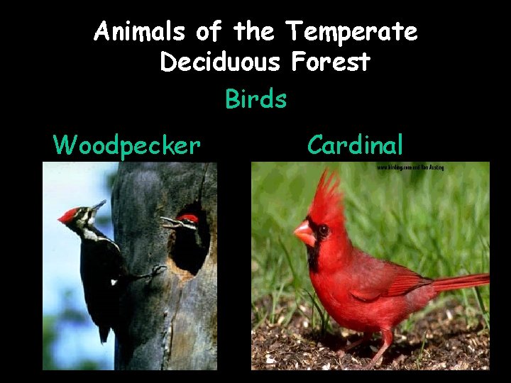 Animals of the Temperate Deciduous Forest Birds Woodpecker Cardinal 