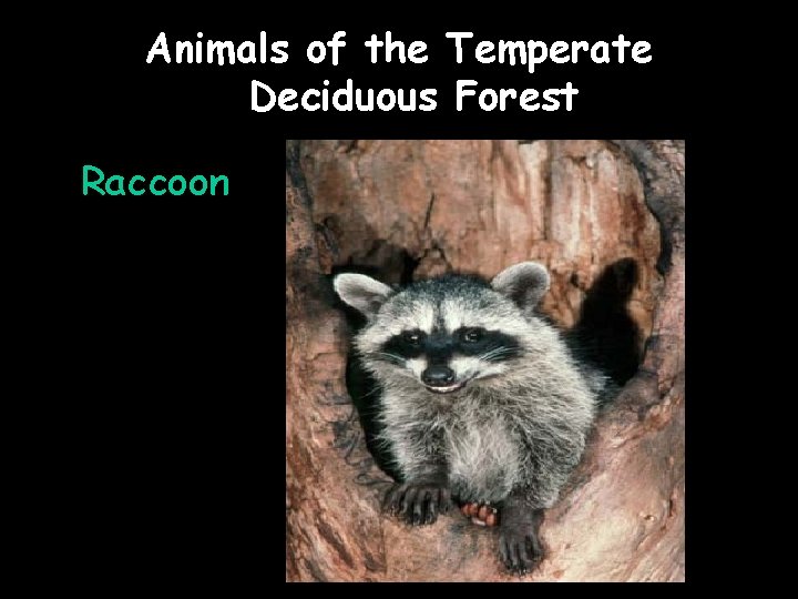 Animals of the Temperate Deciduous Forest Raccoon 