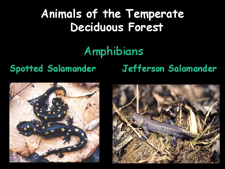 Animals of the Temperate Deciduous Forest Amphibians Spotted Salamander Jefferson Salamander 