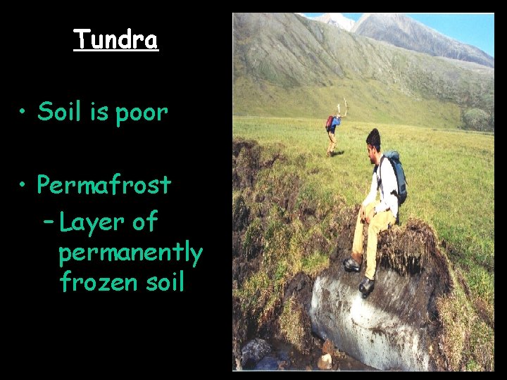 Tundra • Soil is poor • Permafrost – Layer of permanently frozen soil 