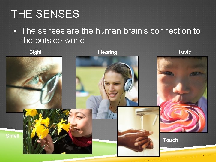 THE SENSES • The senses are the human brain’s connection to the outside world.