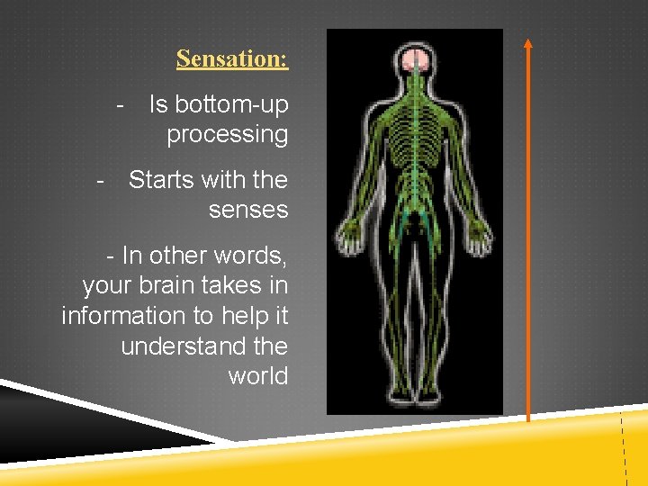 Sensation: - Is bottom-up processing - Starts with the senses - In other words,