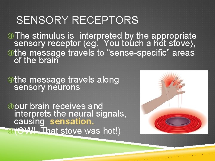 SENSORY RECEPTORS The stimulus is interpreted by the appropriate sensory receptor (eg. You touch