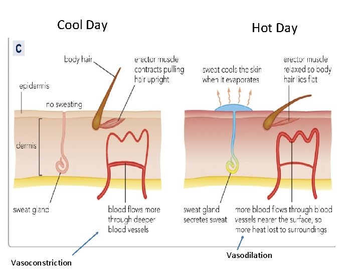 Cool Day Vasoconstriction Hot Day Vasodilation 