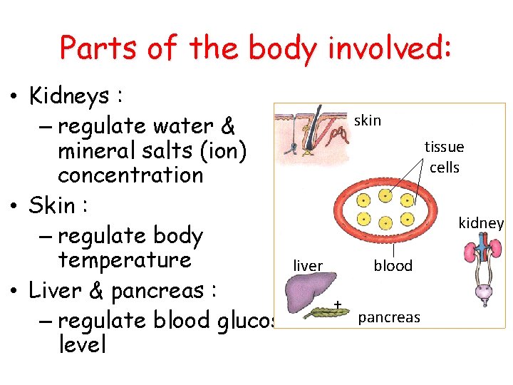 Parts of the body involved: • Kidneys : – regulate water & mineral salts