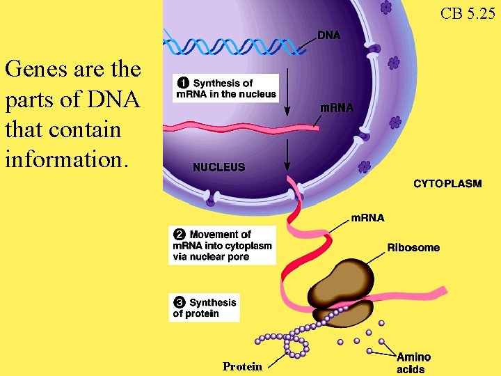 CB 5. 25 Genes are the parts of DNA that contain information. Protein 