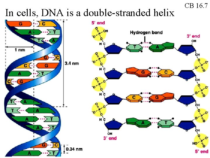 In cells, DNA is a double-stranded helix CB 16. 7 