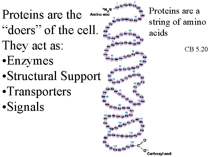 Proteins are the “doers” of the cell. They act as: • Enzymes • Structural