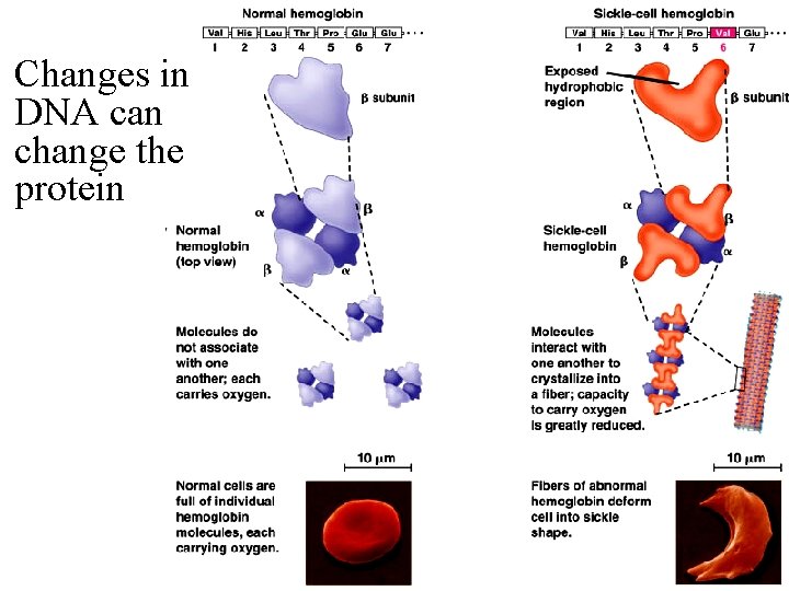 Changes in DNA can change the protein 