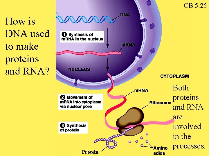 CB 5. 25 How is DNA used to make proteins and RNA? Protein Both