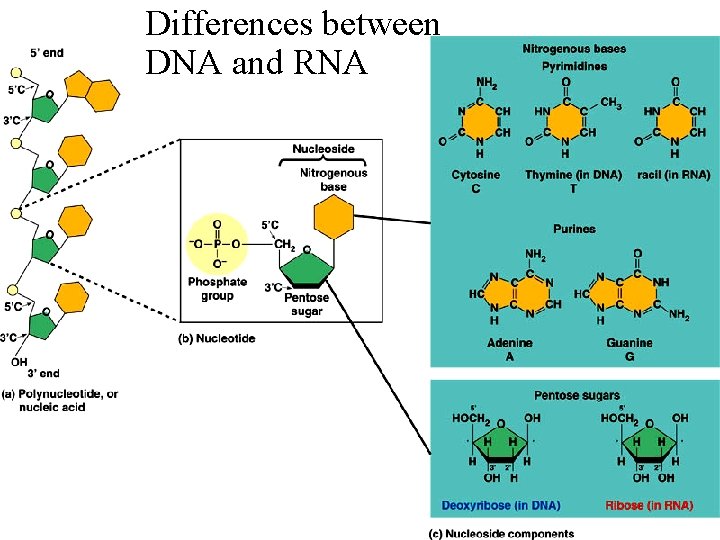 Differences between DNA and RNA 