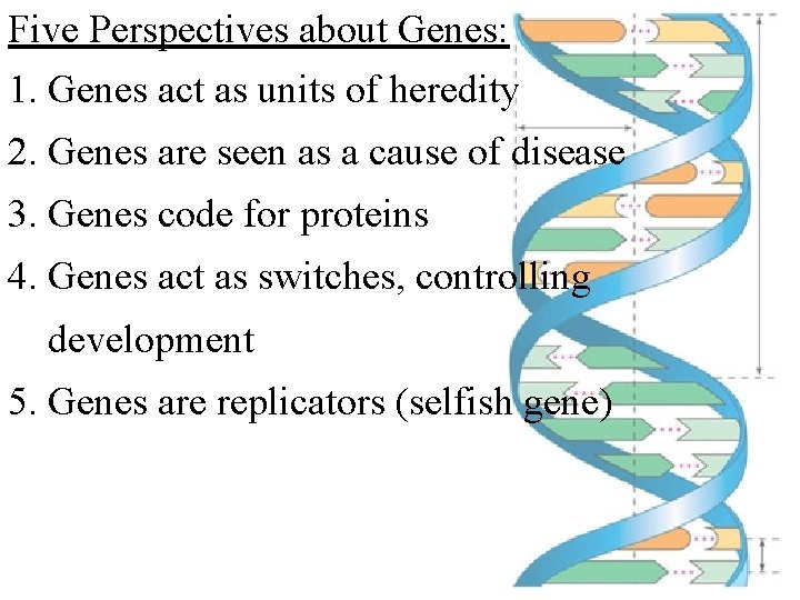 Five Perspectives about Genes: 1. Genes act as units of heredity 2. Genes are