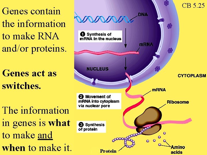 CB 5. 25 Genes contain the information to make RNA and/or proteins. Genes act