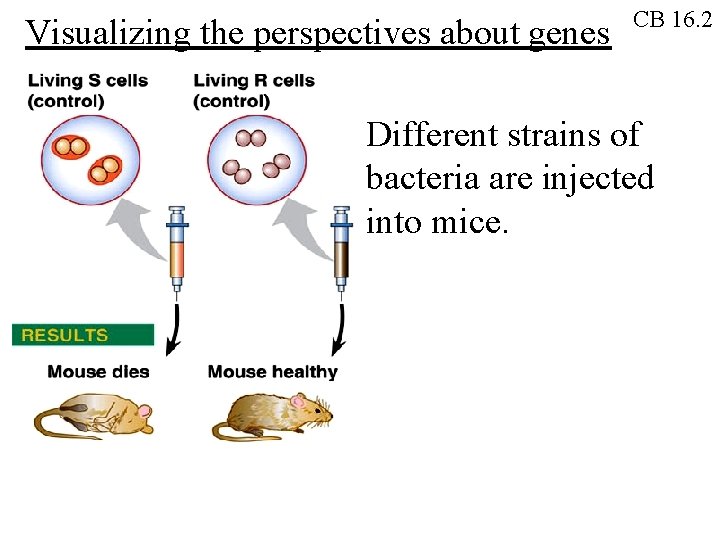 Visualizing the perspectives about genes CB 16. 2 Different strains of bacteria are injected
