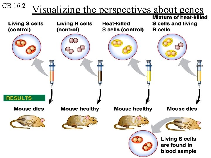 CB 16. 2 Visualizing the perspectives about genes 