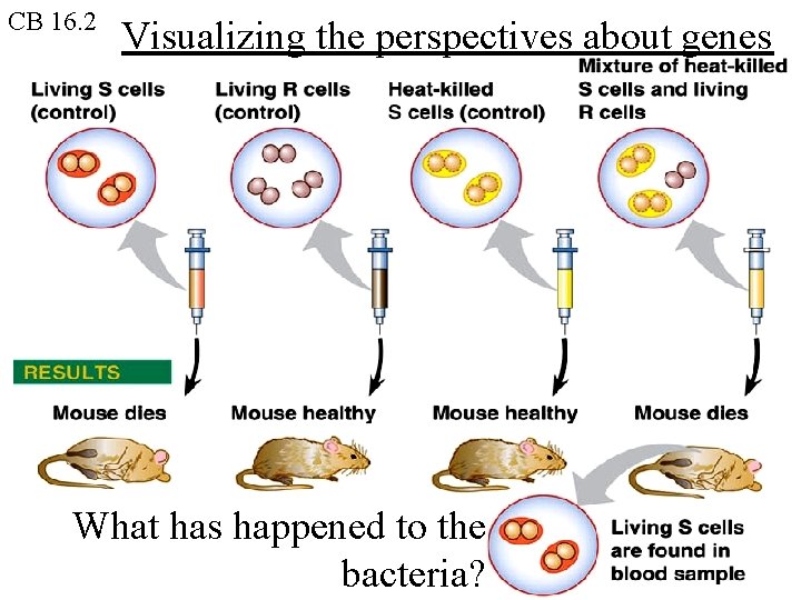 CB 16. 2 Visualizing the perspectives about genes What has happened to the bacteria?