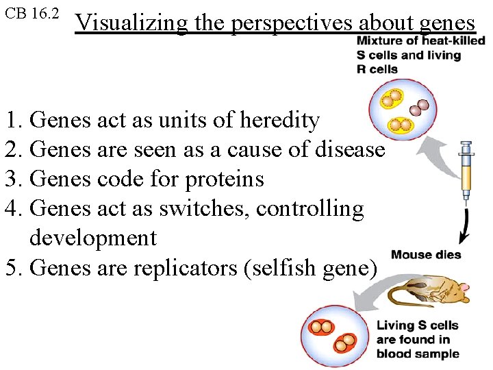 CB 16. 2 Visualizing the perspectives about genes 1. Genes act as units of