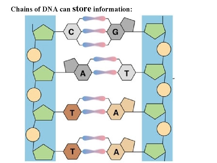 Chains of DNA can store information: 