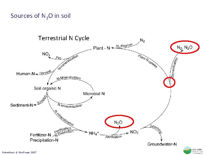 Sources of N 2 O in soil Terrestrial N Cycle Robertson & Groffman 2007