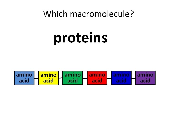 Which macromolecule? proteins amino acid amino acid 