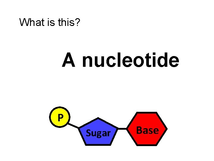 What is this? A nucleotide P Sugar Base 